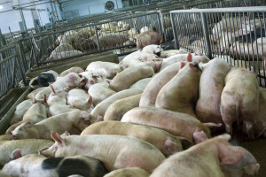 Rola cynku w diecie świń
