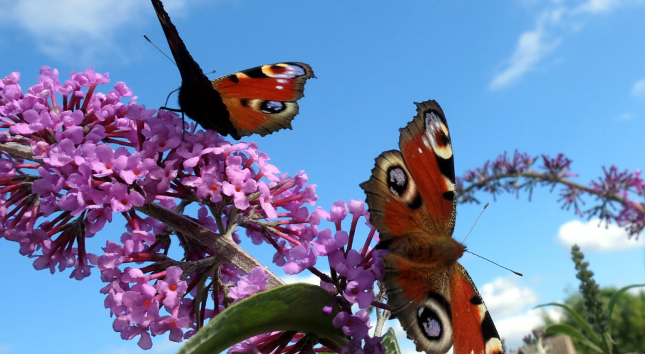 Budleja - motyli krzew