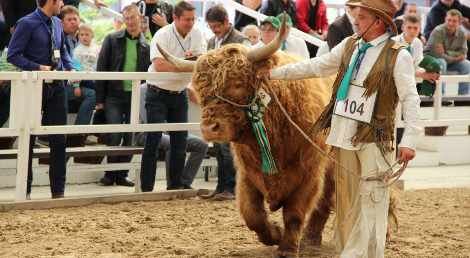 Highland cattle po polsku