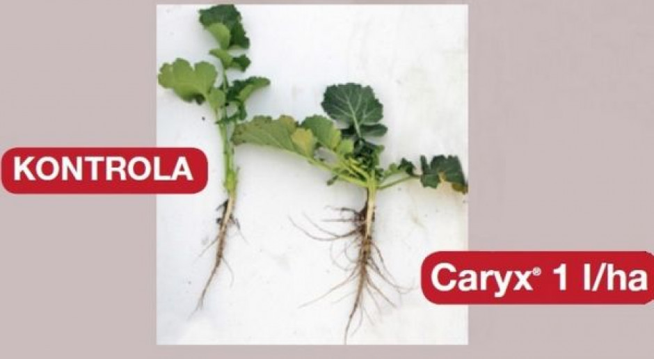 CARYX - POMOŻE W UZYSKANIU NAJWYŻSZYCH DOCHODÓW. TEORIA? ABSOLUTNIE NIE!