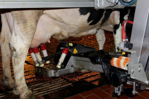 Ekspert: Wysokie ceny pasz powodują spadek opłacalności produkcji mleka