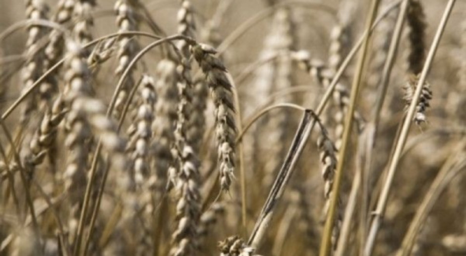 Drastyczne spadki cen zbóż po raporcie USDA