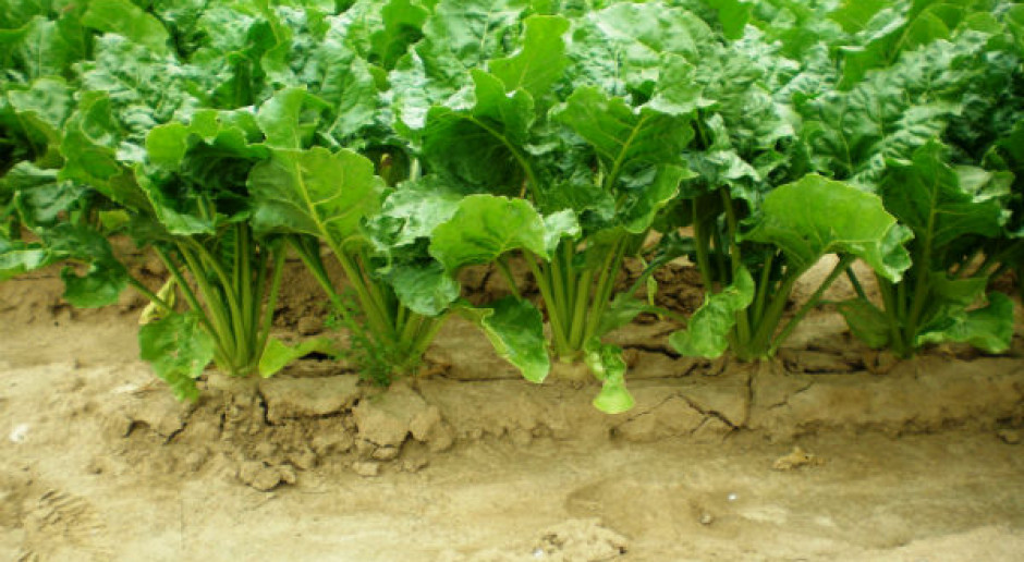 Odmiany buraka dla plantatorów KSC