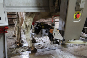 Kara za nadprodukcję mleka 29 groszy za kilogram