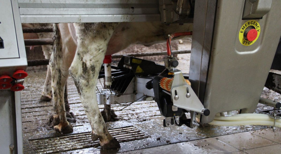 Kara za nadprodukcję mleka 29 groszy za kilogram