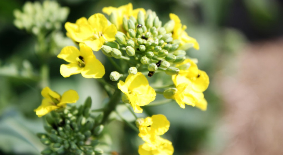 Nowy insektycyd w ochronie rzepaku
