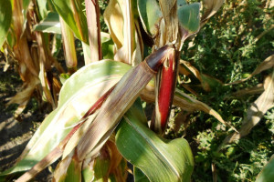 Złomy kukurydzy - efekt żerowania omacnicy prosowianki