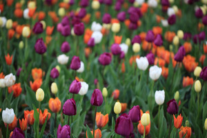 Tulipany cz.1 &#8211; wczesne odmiany 