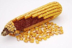 Zbyt wilgotne ziarno kukurydzy 