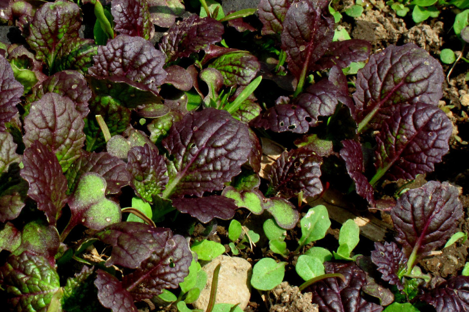 Musztardowiec odmiana czerwonolistna. Fot. Flickr.com/flora cyclam