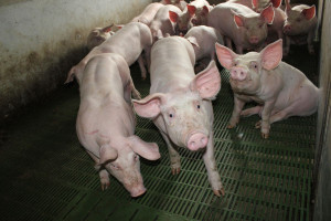 Nie chcą obniżenia dopuszczalnego poziomu cynku w paszach dla świń
