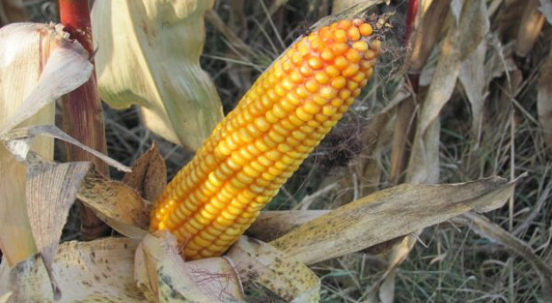 O czym pamiętać przy żywieniu trzody kukurydzą