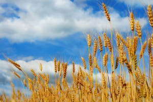 WGT SA: więcej transakcji na rynku zbóż