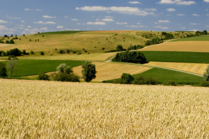 Rolpetrol: Mało transakcji i niskie ceny na rynku zbóż