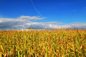 Netbrokers: Rośnie zainteresowanie kukurydzą