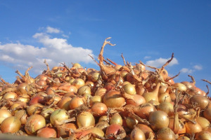 Formularze wniosków o przyznanie pomocy dla producentów cebuli, kapusty oraz jabłek są już dostępne