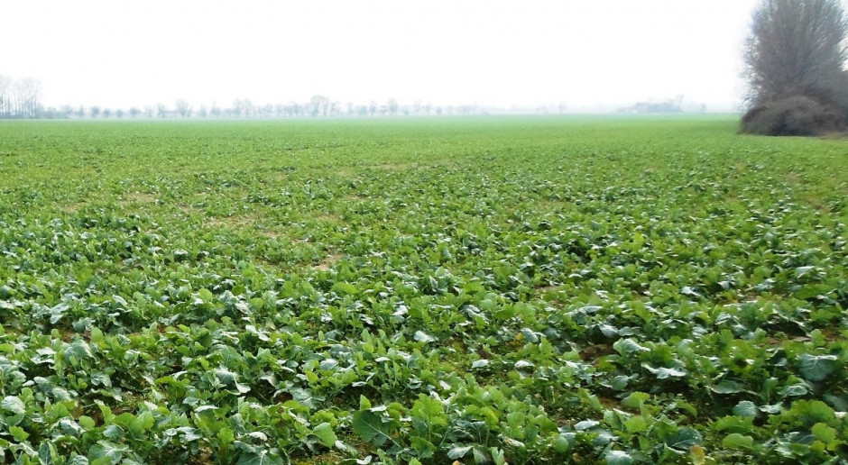 Przed zimą warto ocenić stan plantacji rzepaku