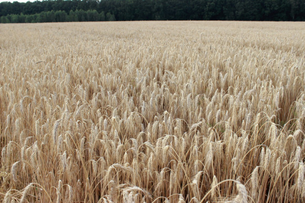 Ceny zbóż na światowych giełdach wciąż rosną