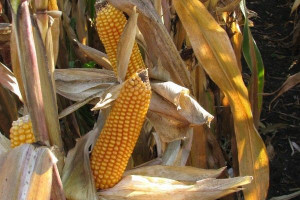 15 proc. kukurydzy ziarnowej na polu