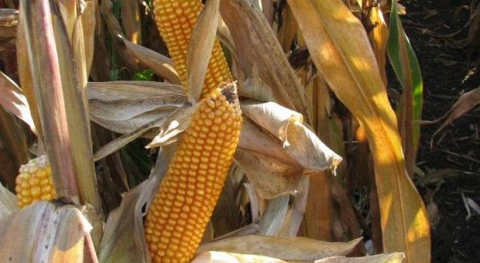 15 proc. kukurydzy ziarnowej na polu