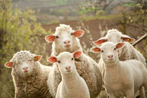 Jakie płatności do owcy i kozy?