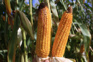 W USA słabnie zainteresowanie GMO?