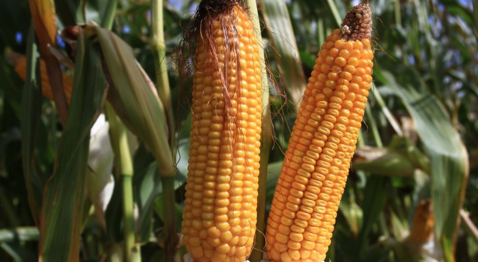 W USA słabnie zainteresowanie GMO?