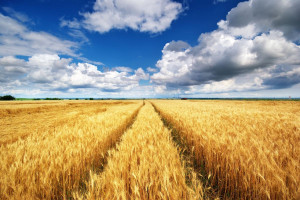 Polska krajem tranzytowym dla zbóż?