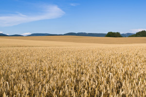 Ceny zbóż na krajowych giełdach