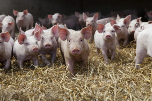 Kujawsko-Pomorska Izba Rolnicza o dramatycznej sytuacji producentów świń