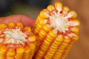 Uzgodniono przepisy ułatwiające krajom Unii zakazywanie upraw GMO