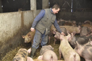 Ceny świń są dramatycznie niskie, ale to jeszcze nie koniec spadków