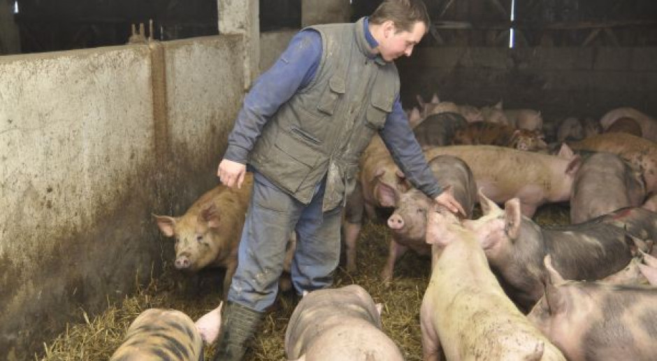 Ceny świń są dramatycznie niskie, ale to jeszcze nie koniec spadków