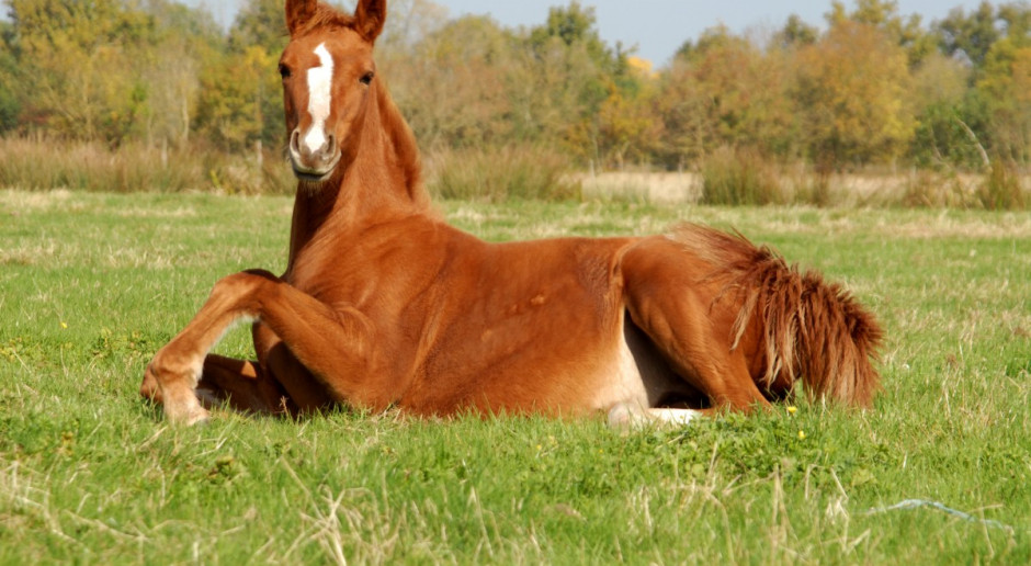 Cavaliada w Poznaniu