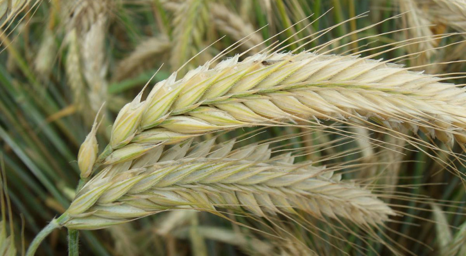 Skuteczność biopreparatów