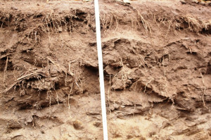 Gleba może być wyczerpana ze składników pokarmowych