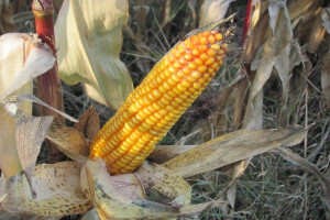 Kukurydza ważnym składnikiem mieszanek dla prosiąt