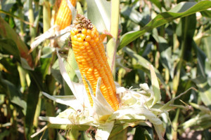 Wstępne wyniki plonowania odmian kukurydzy na ziarno