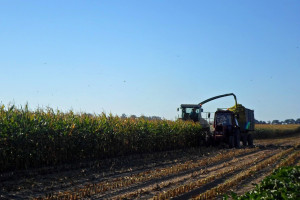 Wstępne wyniki plonowania odmian kukurydzy na kiszonkę