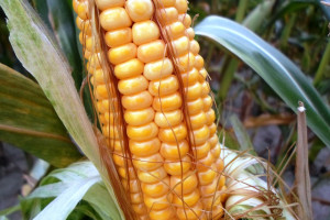 Kukurydza - plonowanie w rejonach północnych