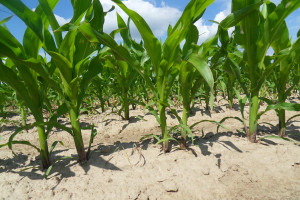 Płynny nawóz organiczny podany wgłębnie w uprawie pasowej kukurydzy