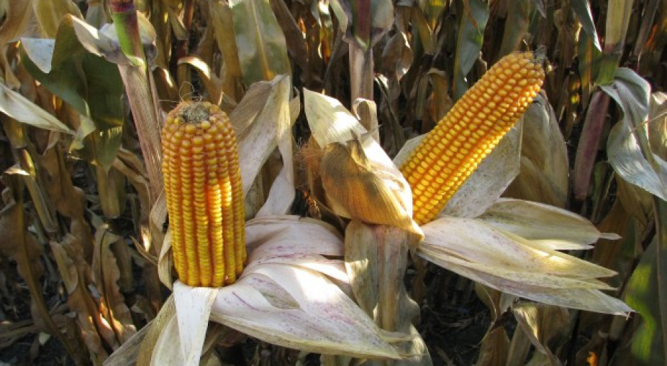 Sejm poparł poprawki Senatu do noweli ustawy o GMO