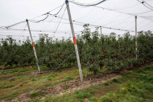 Prezes IPCCI: liczymy na szybką zgodę na wwóz polskich jabłek do Indii