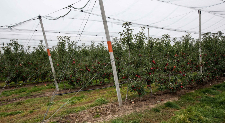 Prezes IPCCI: liczymy na szybką zgodę na wwóz polskich jabłek do Indii