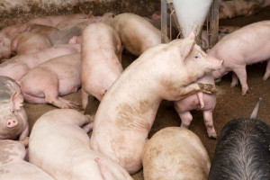 Zastosowanie gliceryny w żywieniu świń