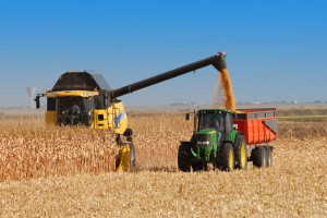 Światowe zbiory zbóż w sezonie 2014/15 znów rekordowe