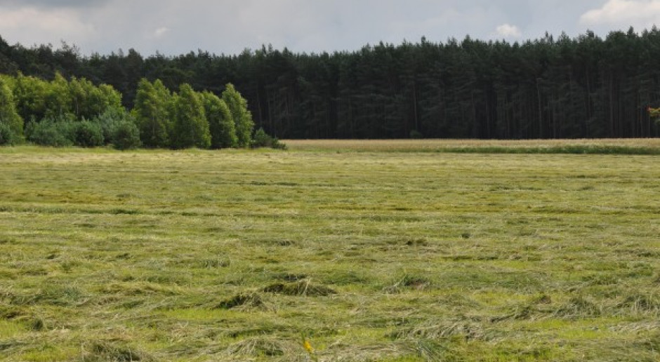 Koalicja PO-PSL nie chce prywatyzacji Lasów Państwowych