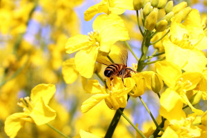 Nie wszystkie neonikotynoidy są niebezpieczne dla pszczół