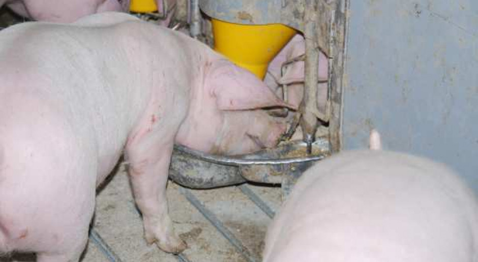 Dodatki aromatyzujące w żywieniu trzody chlewnej