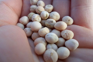O czym pamiętać w żywieniu trzody nasionami roślin strączkowych